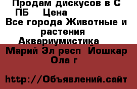 Продам дискусов в С-ПБ. › Цена ­ 3500-4500 - Все города Животные и растения » Аквариумистика   . Марий Эл респ.,Йошкар-Ола г.